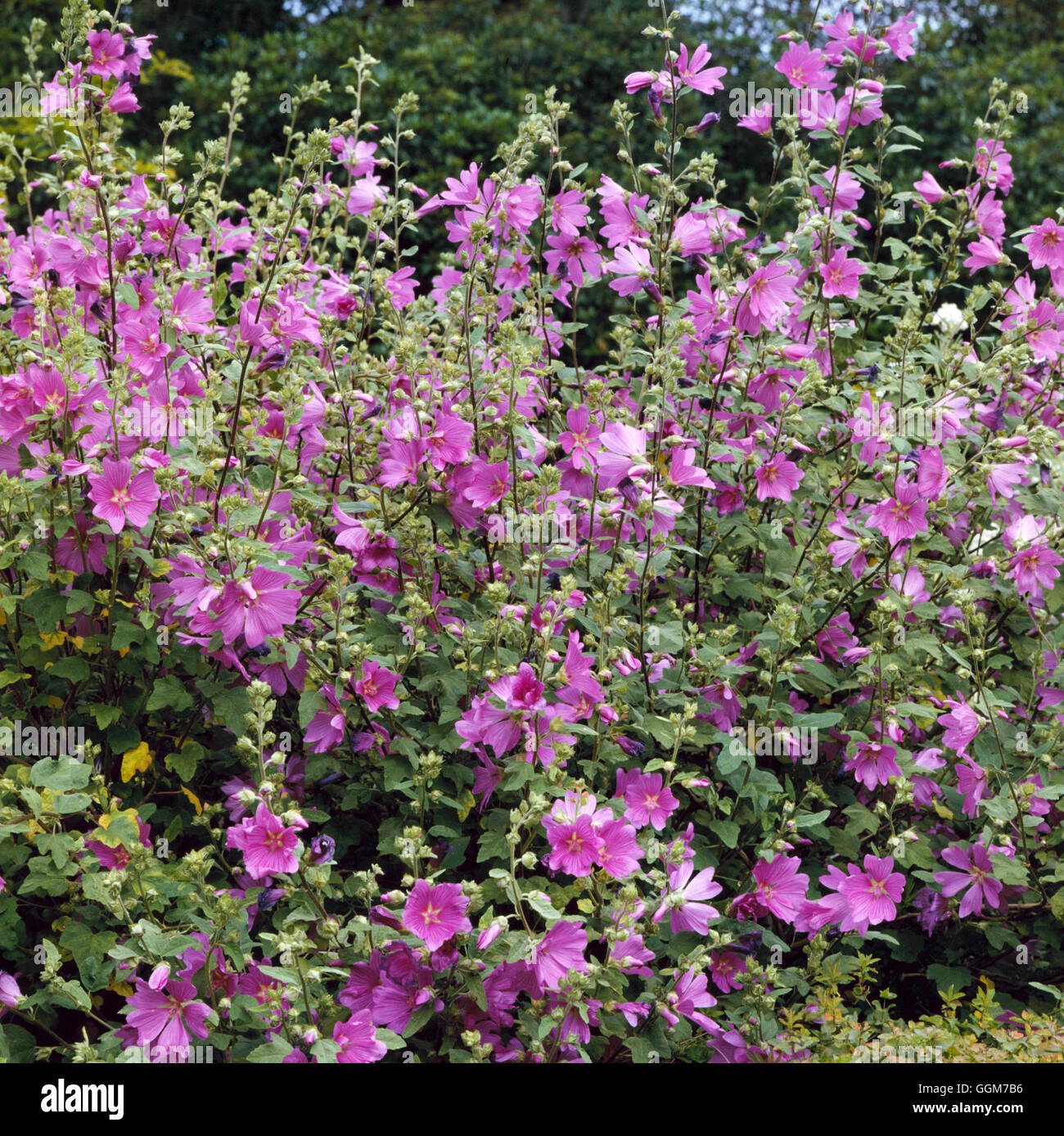 Lavatera x clementii - `Rosea' AGM   TRS027116 Stock Photo